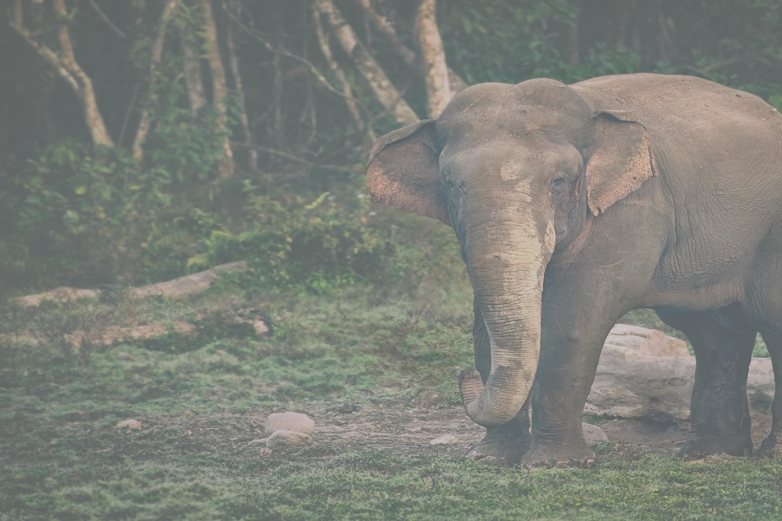 Animal Projects Portal